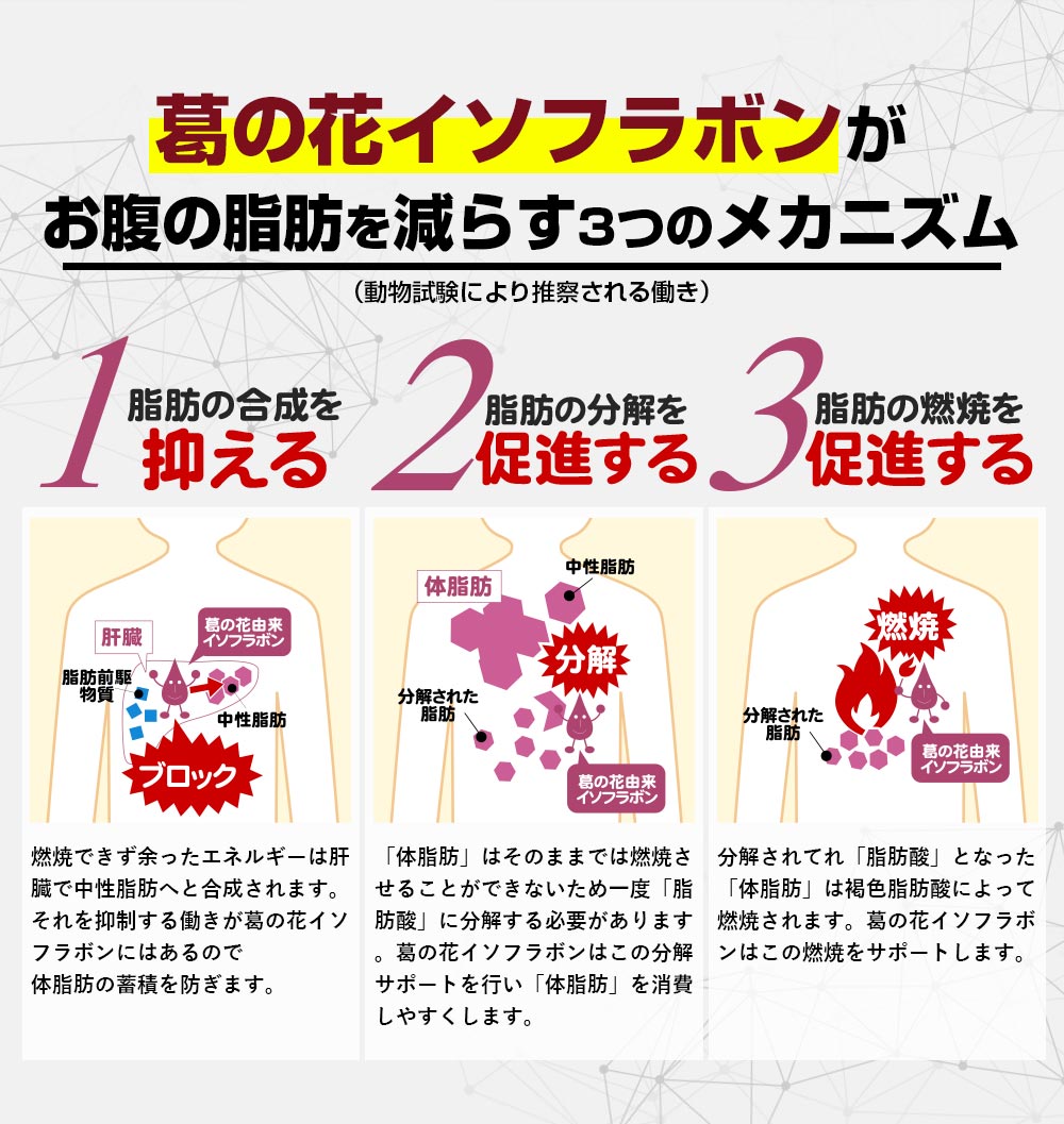 葛の花イソフラボンがお腹の脂肪を減らす3つのメカニズム