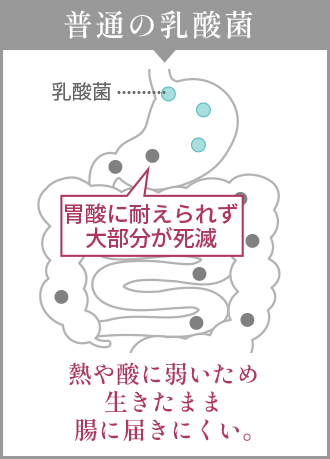 普通の乳酸菌は熱や酸に弱いため生きたまま腸に届きにくい。