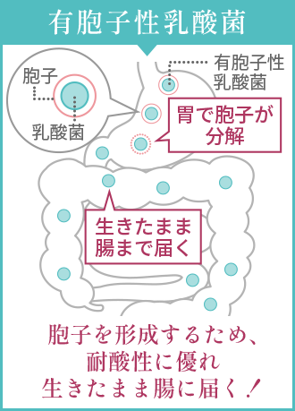 有胞子乳酸菌は胞子を形成するため、耐酸性に優れ生きたまま腸に届く!