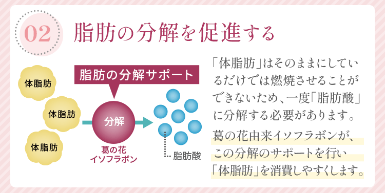 「02：脂肪の分解を促進する」「体脂肪」はそのままにしているだけでは燃焼させることができないため、一度「脂肪酸」に分解する必要があります。葛の花由来イソフラボンが、この分解のサポートを行い「体脂肪」を消費しやすくします。