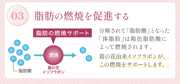 「03：脂肪の燃焼を促進する」分解されて「脂肪酸」となった「体脂肪」は褐色脂肪酸によって燃焼されます。葛の花由来イソフラボンが、この燃焼をサポートします。