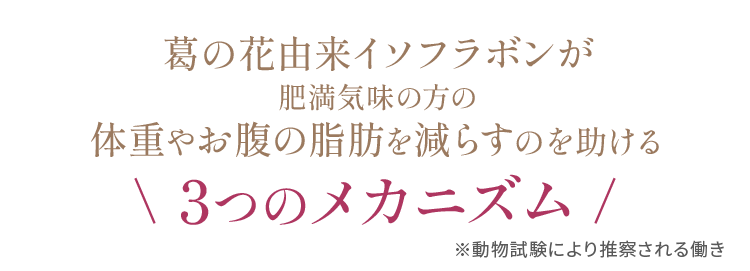 葛の花由来イソフラボンが肥満気味の方の体重やお腹の脂肪を減らすのを助ける3つのメカニズム（動物試験により推察される働き）