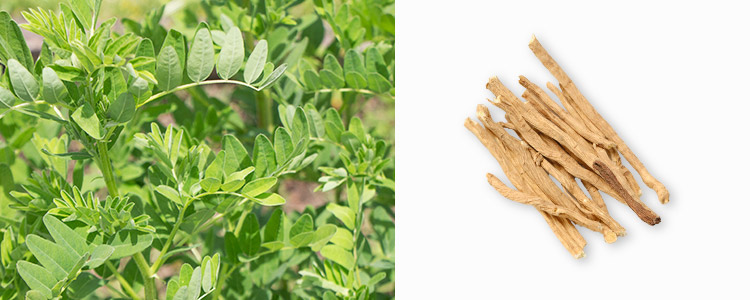 黄耆（オウギ）