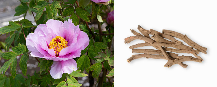 牡丹皮（ボタンピ）