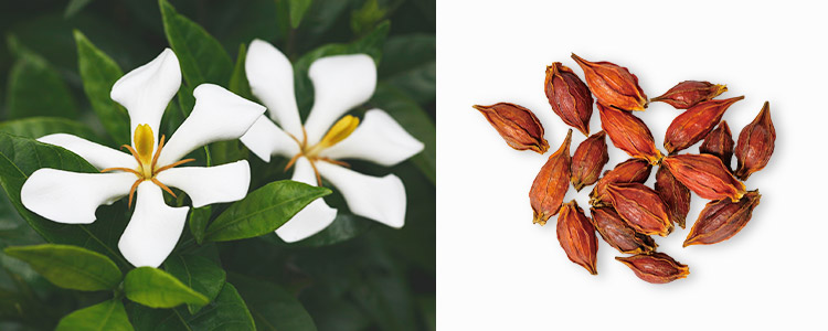 山梔子（サンシシ）