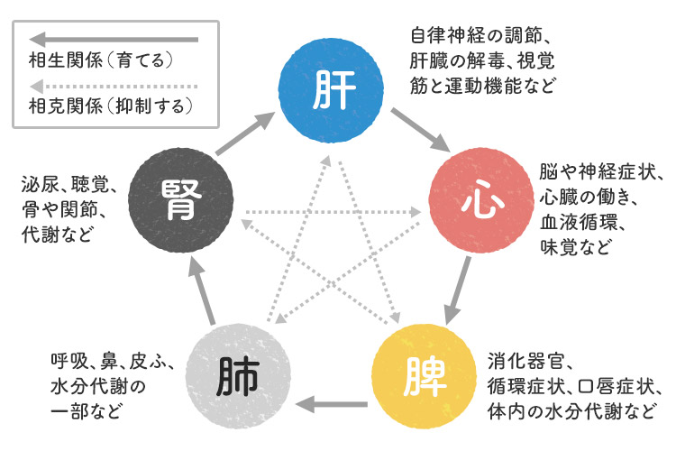 漢方における五臓とは？