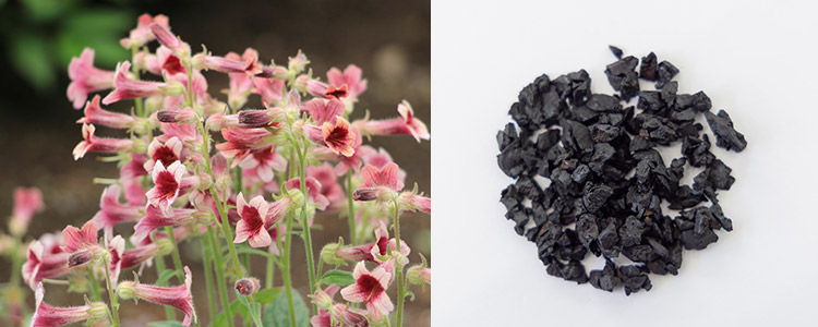 地黄（ジオウ）